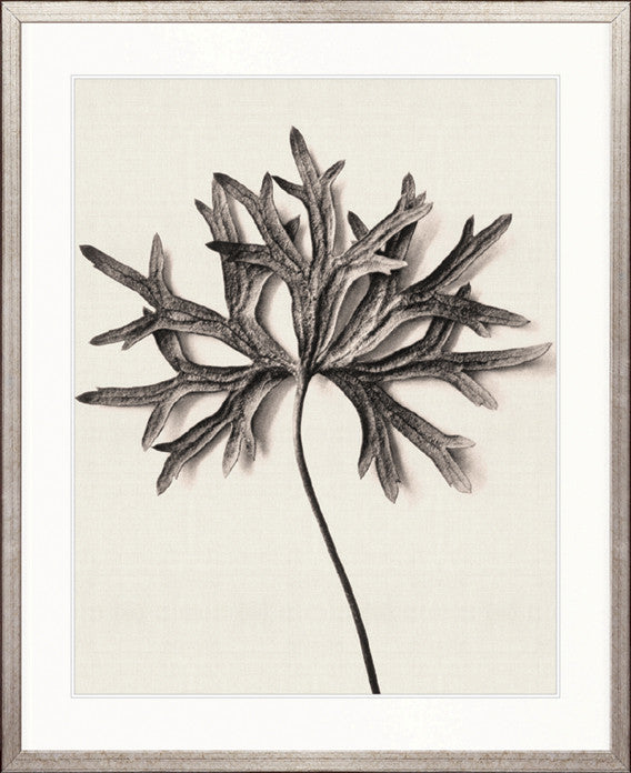 Botanique Specimen III