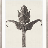 Botanique Specimen IX