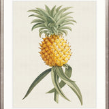 Tropical Splendour II