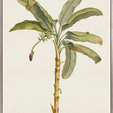 Tropical Splendour III (Canvas)