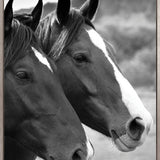 Majestic Thoroughbred II (Canvas)
