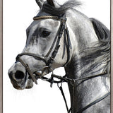 Majestic Thoroughbred III (Canvas)