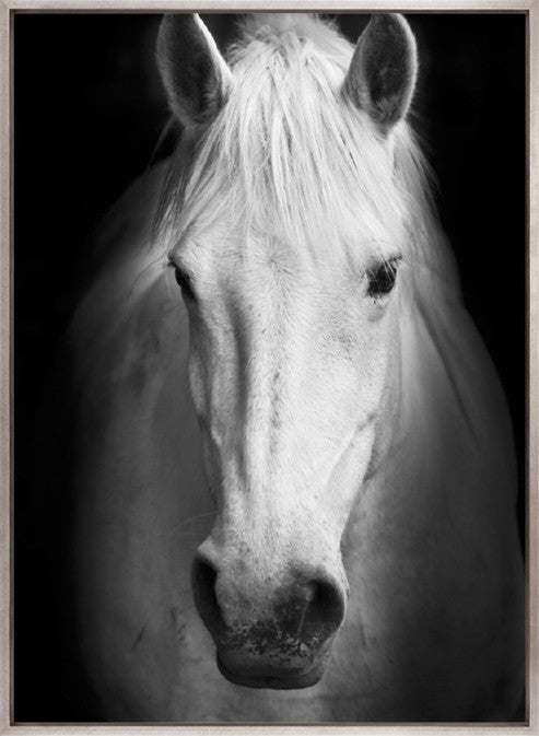 Majestic Thoroughbred V (Canvas)