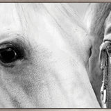 Majestic Thoroughbred VII (Canvas)