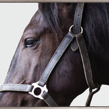 Majestic Thoroughbred XI (Canvas)