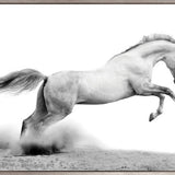 Majestic Thoroughbred XII (Canvas)