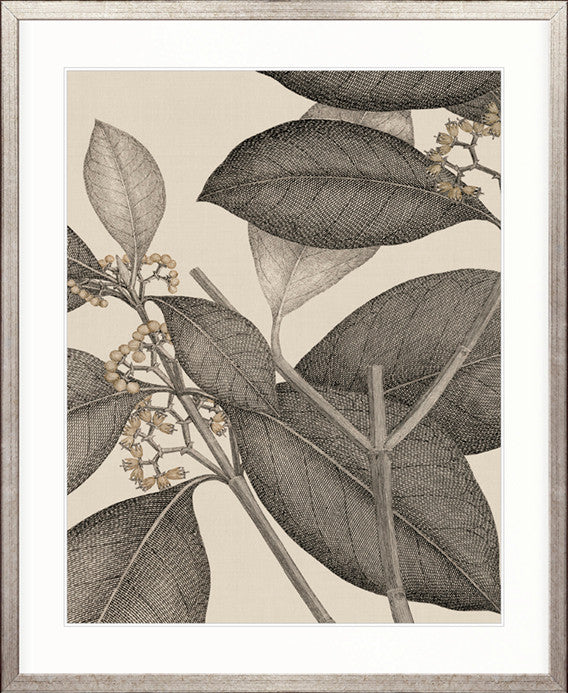 Cooks Floral Specimen II