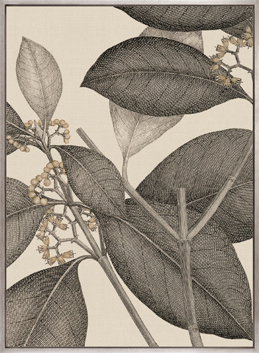 Cooks Floral Specimen II (Canvas)