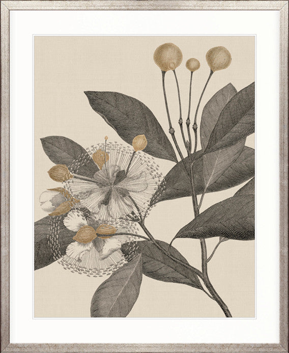 Cooks Floral Specimen III