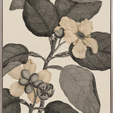 Cooks Floral Specimen V (Canvas)
