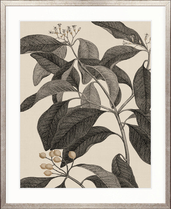 Cooks Floral Specimen VI