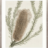 Ericofolia Specimen