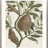 Integrifolia Specimen