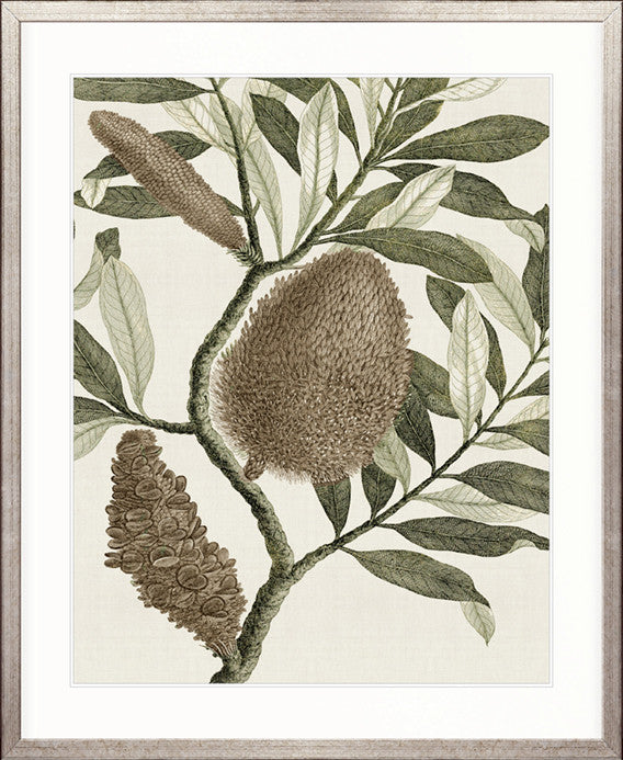 Integrifolia Specimen