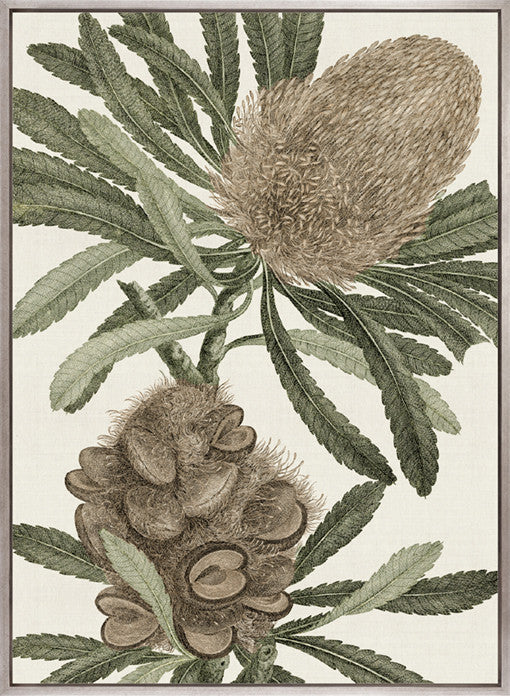 Serreta Specimen (Canvas)