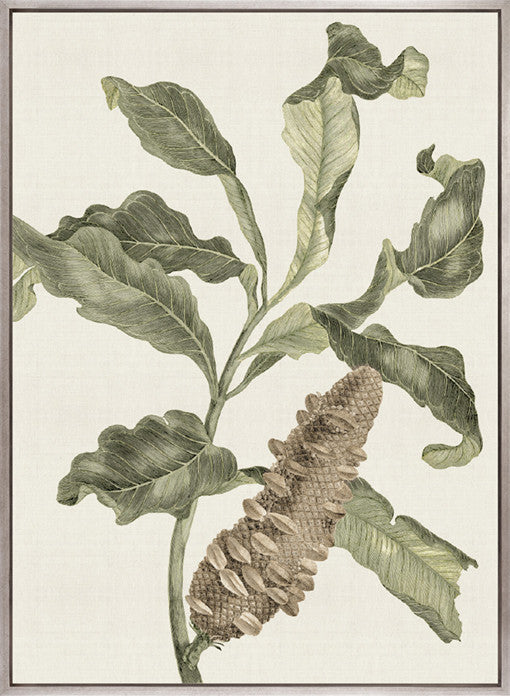 Denata Specimen (Canvas)