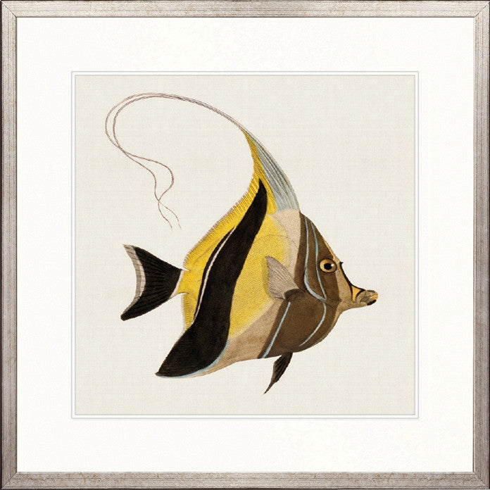 Colourful Fish IV