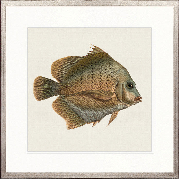 Colourful Fish V