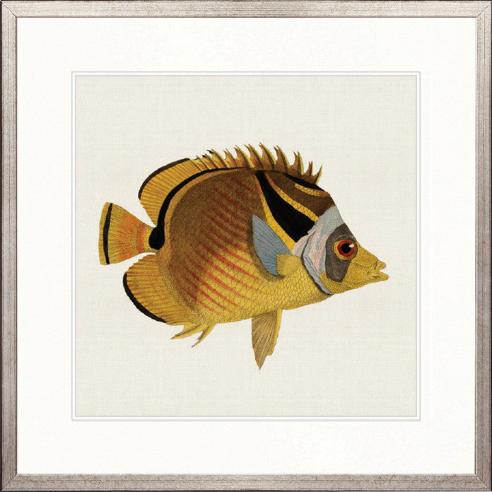 Colourful Fish VI