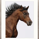 Majestic Thoroughbred I