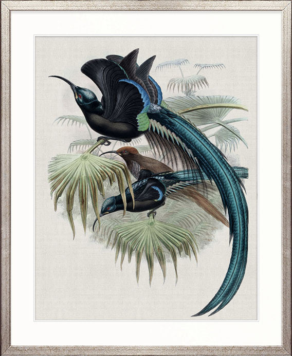 Birds in Paradise II
