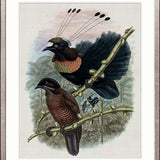 Birds in Paradise III