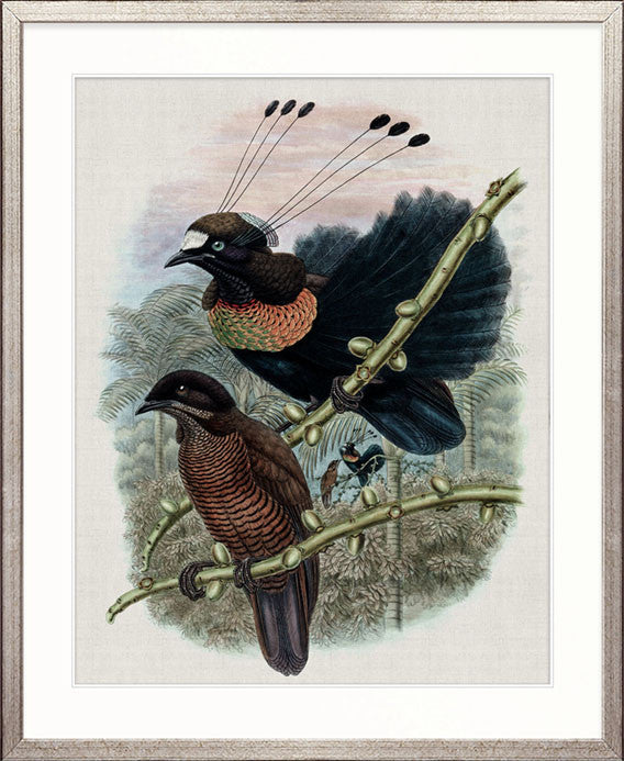 Birds in Paradise III