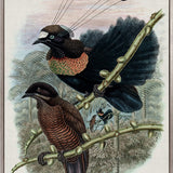 Birds in Paradise III (Canvas)