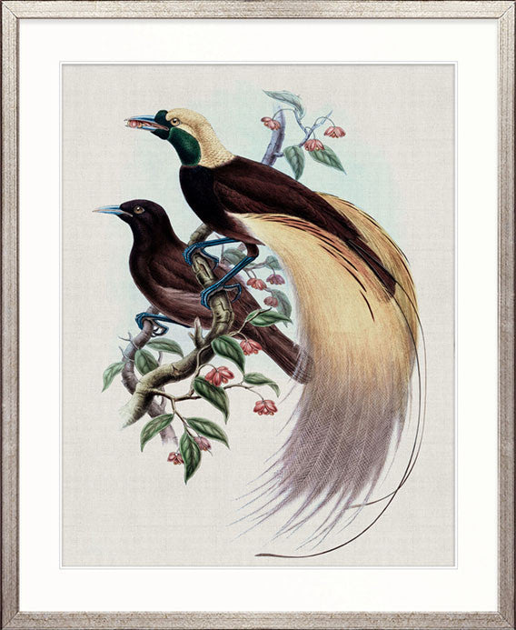 Birds in Paradise IV