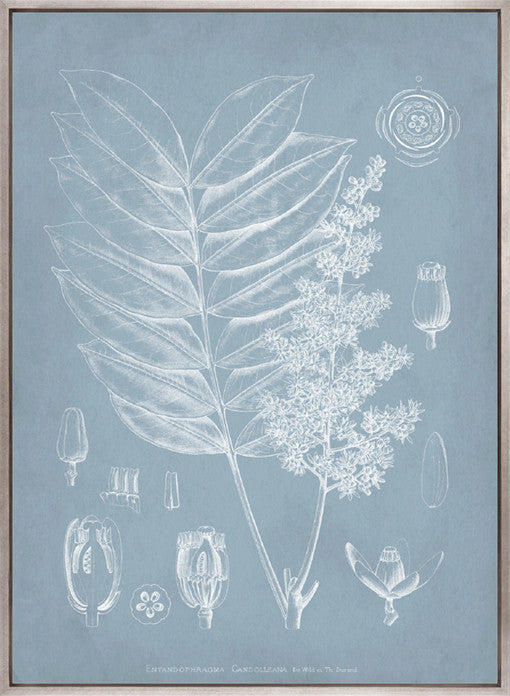 Botanical Study (Pale Blue) I (Canvas)