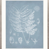 Botanical Study (Pale Blue) I