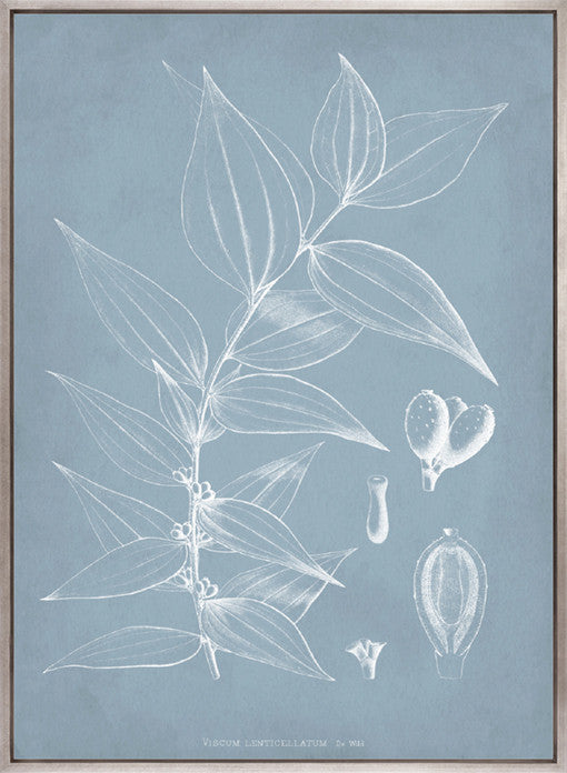 Botanical Study (Pale Blue) II (Canvas)
