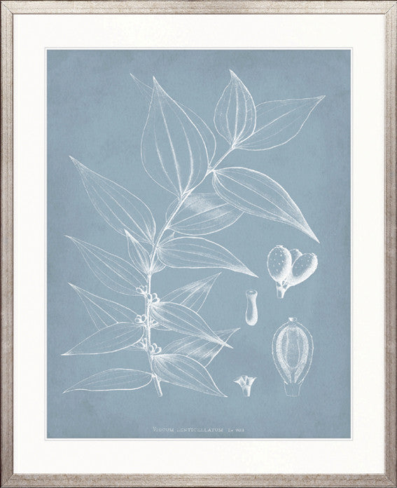 Botanical Study (Pale Blue) II