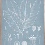 Botanical Study (Pale Blue) III (Canvas)