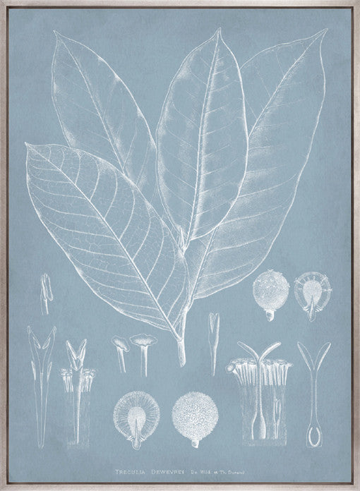 Botanical Study (Pale Blue) III (Canvas)