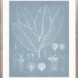 Botanical Study (Pale Blue) III