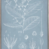 Botanical Study (Pale Blue) IV (Canvas)