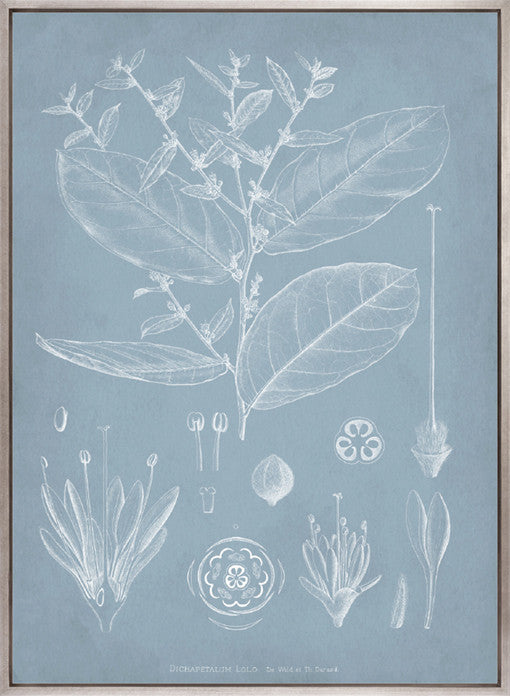 Botanical Study (Pale Blue) IV (Canvas)