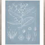 Botanical Study (Pale Blue) IV