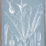 Botanical Study (Pale Blue) VI (Canvas)