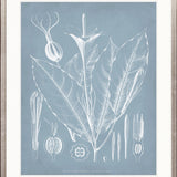 Botanical Study (Pale Blue) VI