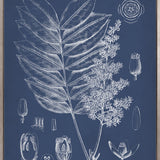 Botanical Study (Indigo) VII (Canvas)