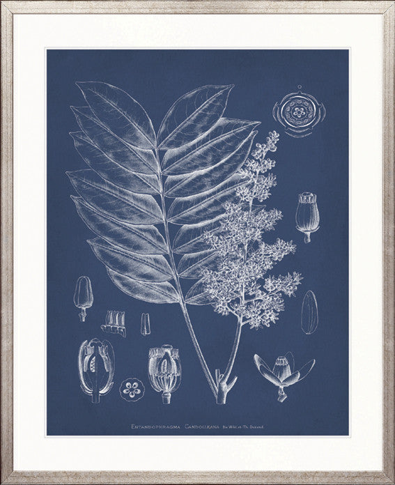 Botanical Study (Indigo) VII