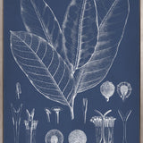 Botanical Study (Indigo) VIII (Canvas)