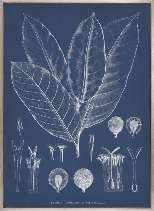 Botanical Study (Indigo) VIII (Canvas)
