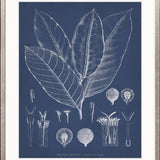 Botanical Study (Indigo) VIII