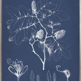 Botanical Study (Indigo) IX (Canvas)
