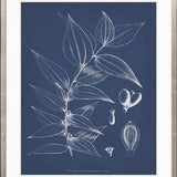 Botanical Study (Indigo) X