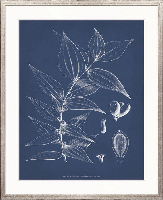 Botanical Study (Indigo) X