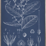 Botanical Study (Indigo) XI (Canvas)